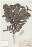 藏品(饅頭果屬)的圖片